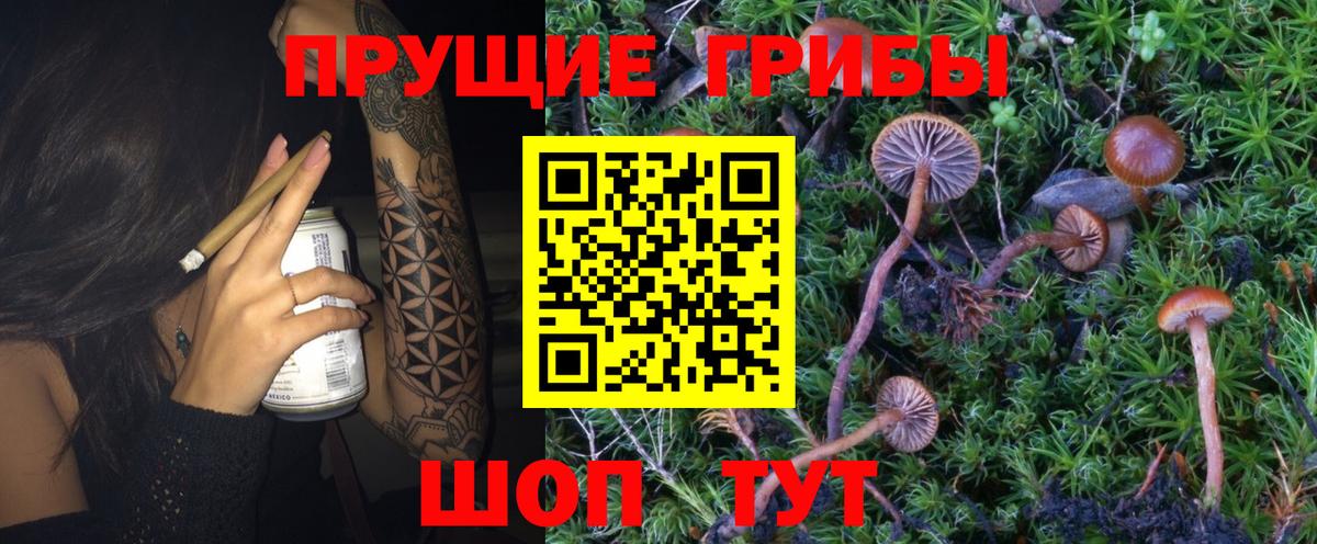 Псилоцибиновые грибы GOLDEN TEACHER Конаково